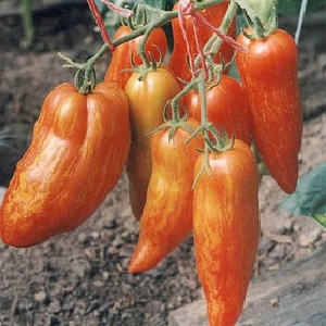 Una varietà esotica di pomodori per veri buongustai - Pomodori al pepe per insalate e conserve