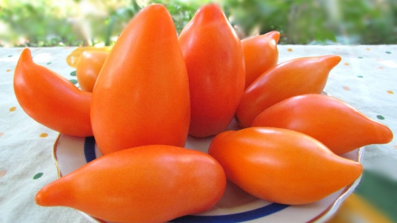 Uma variedade exótica de tomates para verdadeiros gourmets - Tomates pimenta para saladas e conservas