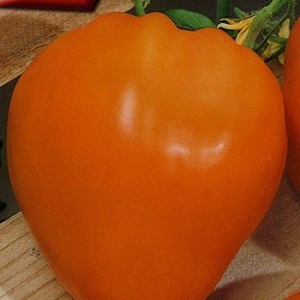 Variété délicieuse et stable à haute teneur en bêta-carotène - Tomato Fairy Gift: critiques et photos de la récolte