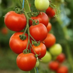 Features of growing a hybrid of Tornado tomatoes