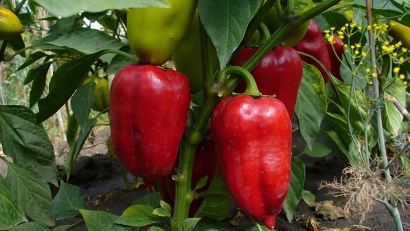 El Pepper Flight de aspecto perfecto y sabor increíble: una descripción detallada de la variedad y las reglas para su cultivo