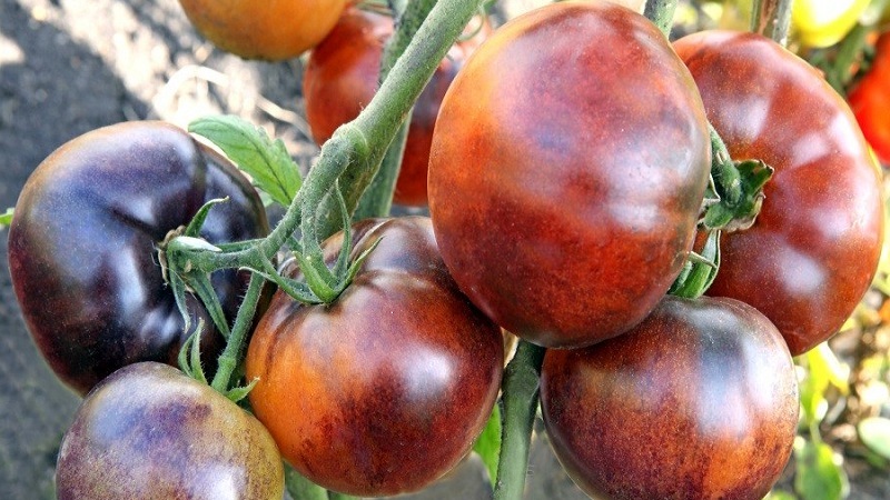 Hybrid av tomater Ivan da Marya: inte lätt att ta hand om, men överraskande med sin smak