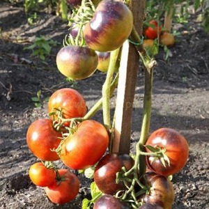 Hybrid of tomatoes Ivan da Marya: not easy to care for, but surprising with its taste