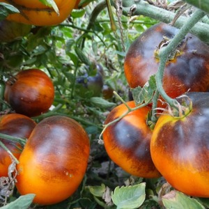 Tomaattihybridi Ivan da Marya: ei helppo hoitaa, mutta yllättää maulla