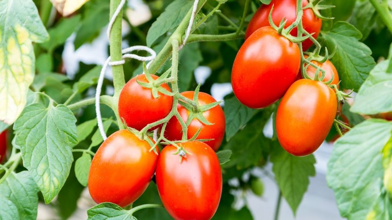 Comment faire pousser une tomate Chio-Chio-san en plein champ ou en serre: un guide étape par étape et des conseils de résidents d'été expérimentés