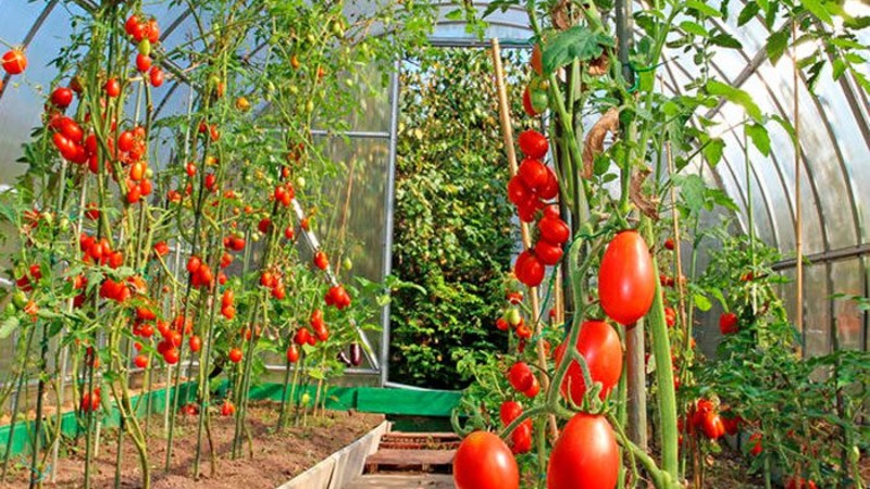 Jak pěstovat rajče Chio-Chio-san na otevřeném poli nebo ve skleníku: průvodce krok za krokem a rady od zkušených letních obyvatel
