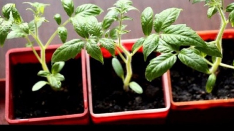 Hoe een Chio-Chio-san-tomaat te kweken in een open veld of kas: een stapsgewijze handleiding en advies van ervaren zomerbewoners