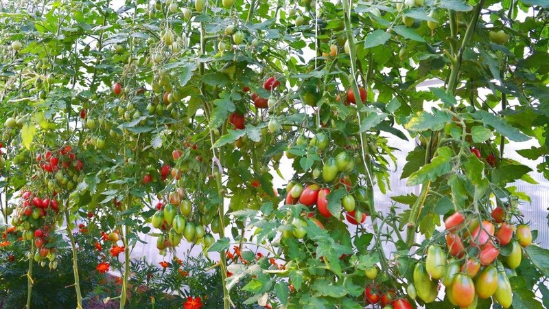 Hvordan dyrke en Chio-Chio-san tomat i et åpent felt eller drivhus: en trinnvis guide og råd fra erfarne sommerboere