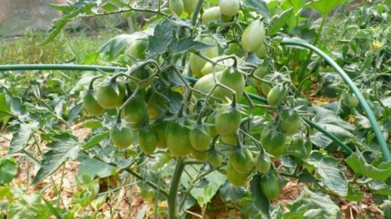 Cómo cultivar un tomate Chio-Chio-san en un campo abierto o en invernadero: una guía paso a paso y consejos de residentes de verano experimentados