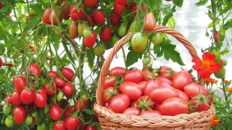 Chio-Chio-san paradicsom termesztése nyílt területen vagy üvegházban: lépésről lépésre útmutató és tanácsok a tapasztalt nyári lakosok számára
