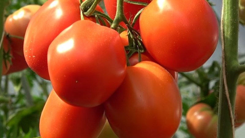 הכלאה טעימה לגורמטים אמיתיים - העגבנייה וליקוסווטסקי: אנו מכירים את המין ומנסים לגדל אותו