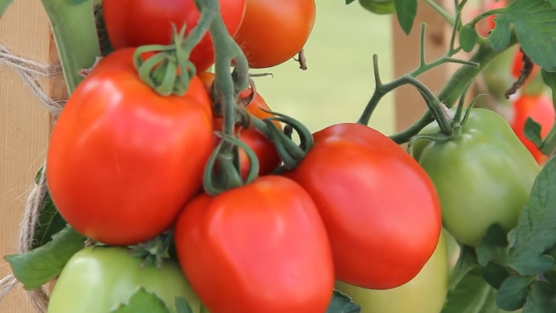Um delicioso híbrido para verdadeiros gourmets - o tomate Velikosvetsky: conhecemos a espécie e tentamos cultivá-la