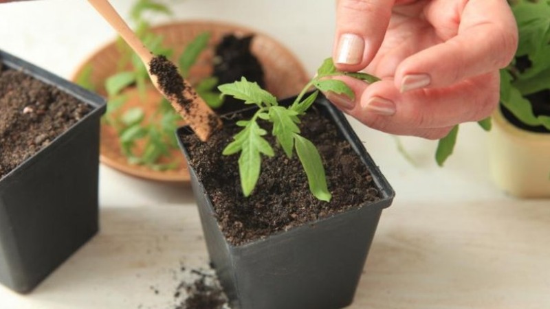 Herkullinen hybridi tosi gourmereille - Velikosvetsky-tomaatti: opimme tuntemaan lajin ja yritämme kasvattaa sitä