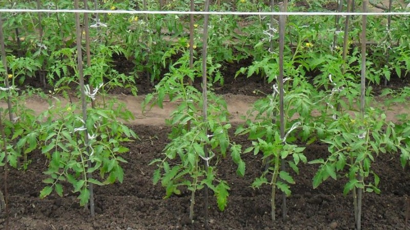 Pyszna hybryda dla prawdziwych smakoszy - pomidor Velikosvetsky: poznajemy gatunek i staramy się go uprawiać