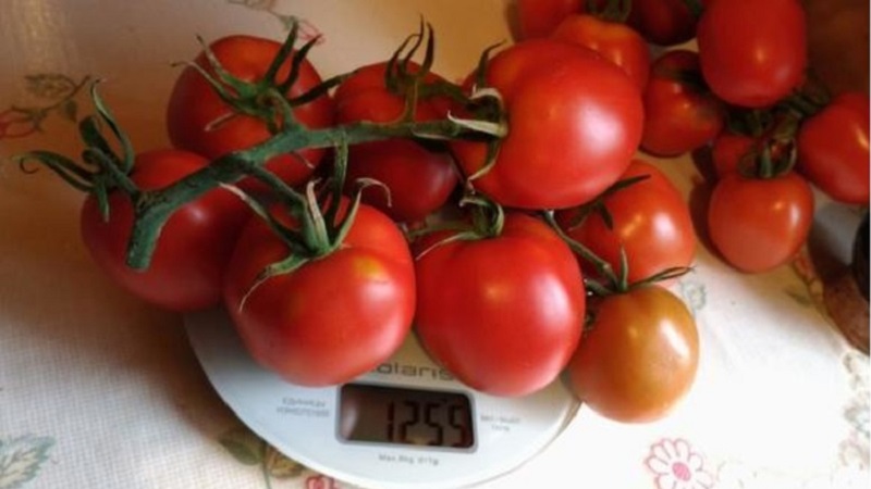 En läcker hybrid för äkta gourmeter - Velikosvetsky-tomaten: vi lär känna arten och försöker odla den