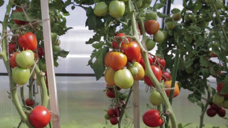 Skanus hibridas tikriems gurmanams - pomidoras „Velikosvetsky“: mes susipažįstame su rūšimis ir bandome jas auginti