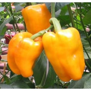 Características de la variedad de ensalada de pimiento Bugai y los secretos de su correcto cultivo