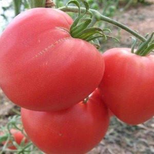 Features of agricultural technology varieties Loving heart red