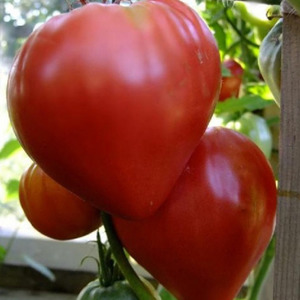 Features of agricultural technology varieties Loving heart red