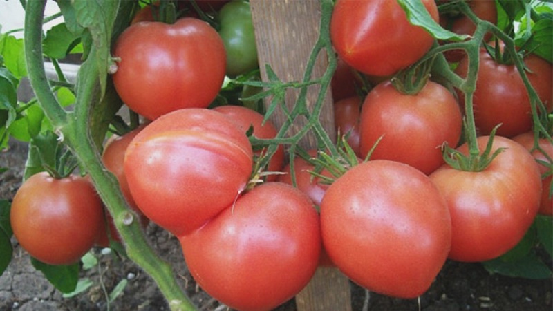Kuo naudinga pomidorų aviečių imperija ir kaip jas užsiauginti patiems - praktinis vadovas