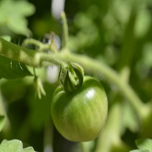 O que há de bom em um império de tomate framboesa e como cultivá-lo você mesmo - um guia prático