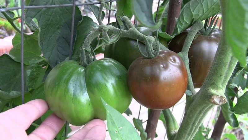 Alışılmadık bir renge ve eşsiz tada sahip iddiasız bir çeşit - Kara Prens domates ve yetiştiriciliğinin özellikleri