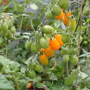 Adoré par les enfants et les adultes, un hybride de serre lumineux au goût fruité - Tomate Dattes jaunes
