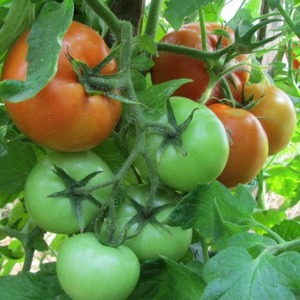 Bir domates Maryina Roshcha nasıl doğru şekilde yetiştirilir: erken olgun bir melezin incelemeleri, fotoğrafları ve verimi