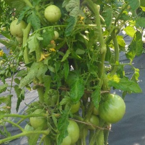 Por que o tomate é tão amado e popular O sonho de Gardener: descrição da variedade e avaliações de experientes residentes de verão
