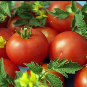 لماذا الطماطم محبوب للغاية وحلم البستاني الشهير: وصف تنوع ومراجعات سكان الصيف ذوي الخبرة