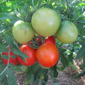 لماذا الطماطم محبوب للغاية وحلم البستاني الشهير: وصف تنوع ومراجعات سكان الصيف ذوي الخبرة