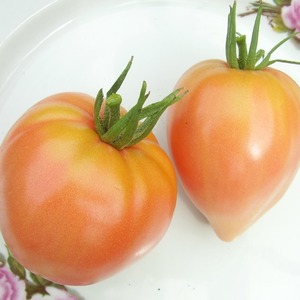 Riesige köstliche Orangenfrucht - Tomatenorangenerdbeere