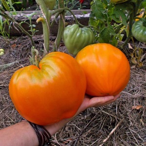 Trái cam ngon khổng lồ - Cà chua cam dâu