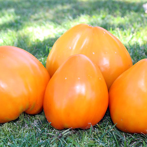 Giant Delicious Orange Fruit - Pomodoro Arancia Fragola