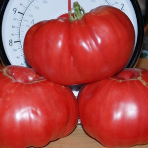 Fleshy and sweet fruits to your table - tomato Sugar pudovichok: characteristics and description of the variety