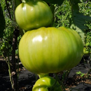 Fleshy and sweet fruits to your table - tomato Sugar pudovichok: characteristics and description of the variety