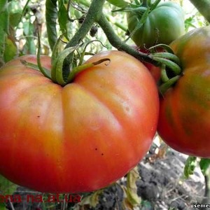 Masité a sladké ovoce k vašemu stolu - rajče Cukr pudovichok: charakteristika a popis odrůdy