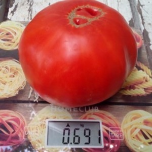 Mięsiste i słodkie owoce na Twój stół - pomidor Sugar pudovichok: charakterystyka i opis odmiany