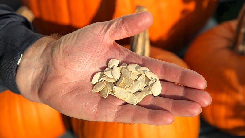 Why pumpkin seeds are useful and how to use them correctly