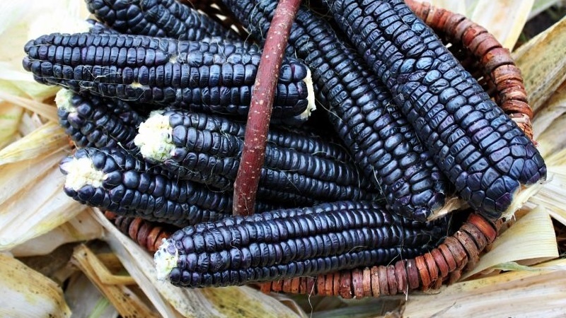Harika bir görünüme sahip egzotik bir sebze - siyah mısır: özellikleri, yemeklerde kullanımları ve geleneksel tıp