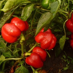 How to properly grow peppers from the Gogoshary group: features of varieties and reviews of summer residents