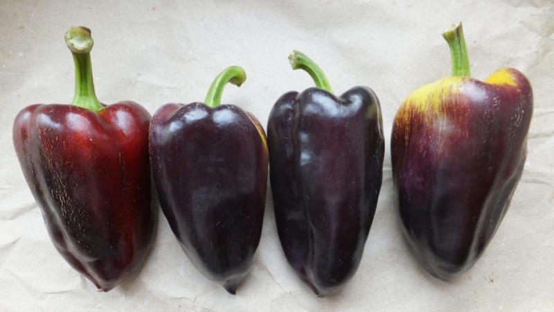 As melhores variedades de pimenta roxa e suas características