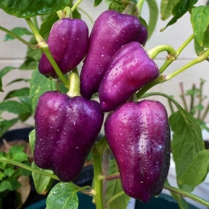 As melhores variedades de pimenta roxa e suas características