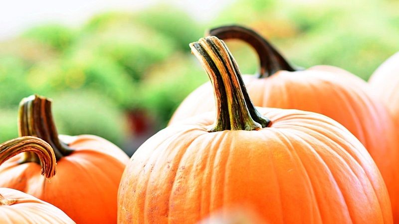 The benefits and harms of raw pumpkin: eating a fresh vegetable with maximum healing effect