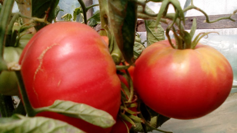 Isang kamangha-manghang lasa na gusto mo sigurado - Raspberry Giant tomato