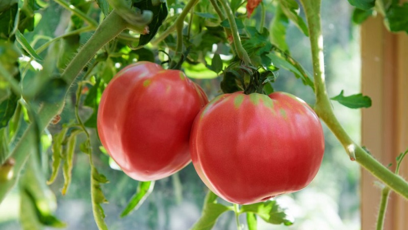 مجموعة متنوعة ذات مذاق رائع ستحبه بالتأكيد - طماطم Raspberry Giant