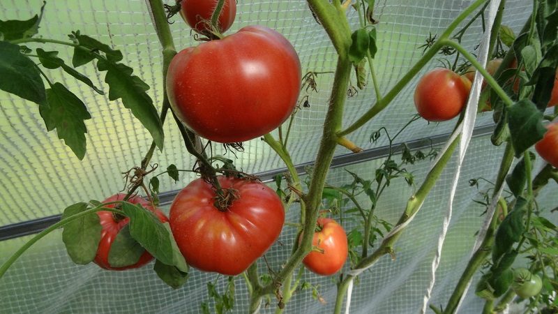 Kesinlikle seveceğiniz harika tada sahip bir çeşit - Ahududu Dev domates