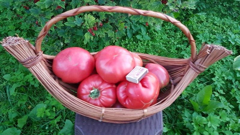 Kesinlikle seveceğiniz harika bir lezzet - Ahududu Dev domates