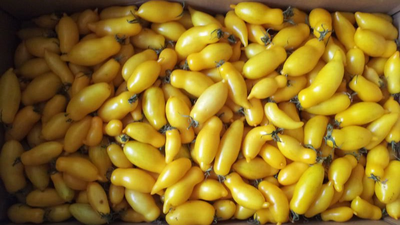 Una straordinaria varietà per residenti estivi-sperimentatori: zampe di banana al pomodoro e raccomandazioni per la sua coltivazione