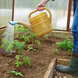 Una varietat increïble per a residents d’estiu-experimentadors: potes de plàtan de tomàquet i recomanacions per al seu cultiu